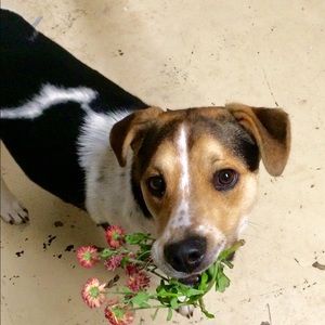 Meet your Posher, Casey